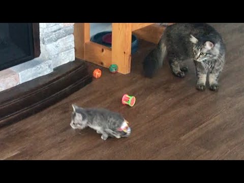 Rescue Little Kitten Was Born With Several Birth Defects But She So Feisty And Active