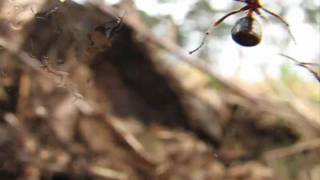 preview picture of video 'Ant Attack'