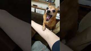こっちに来たい犬 vs こっちに来させたくない俺【2021/10/3】#shorts