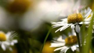 The Innocence Mission       Spring