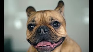 Jesto - Amore Cane (Official Video)