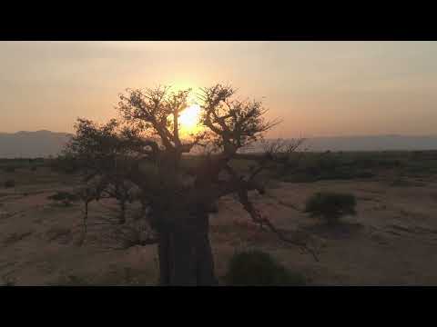 The Baobab , the African Tree of Life ,a nutrient powerhouse for health and beauty