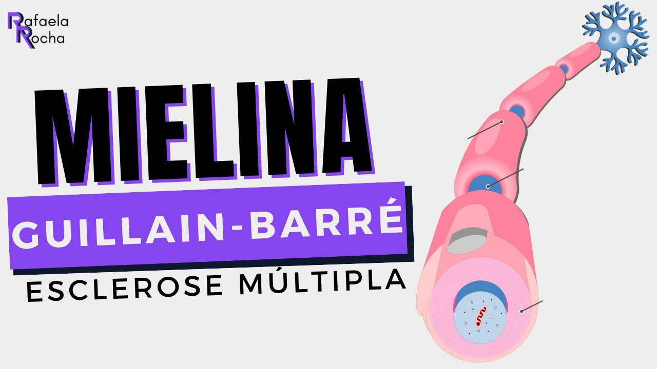 Bainha de Mielina: composição, localização e funções!