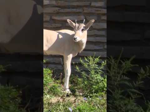Rare addax calf born at Buffalo Zoo