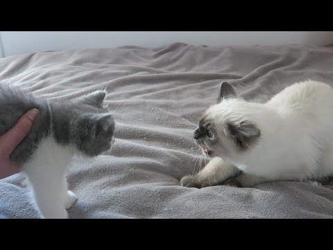 Cat ATTACKS kitten :  fight and hisses