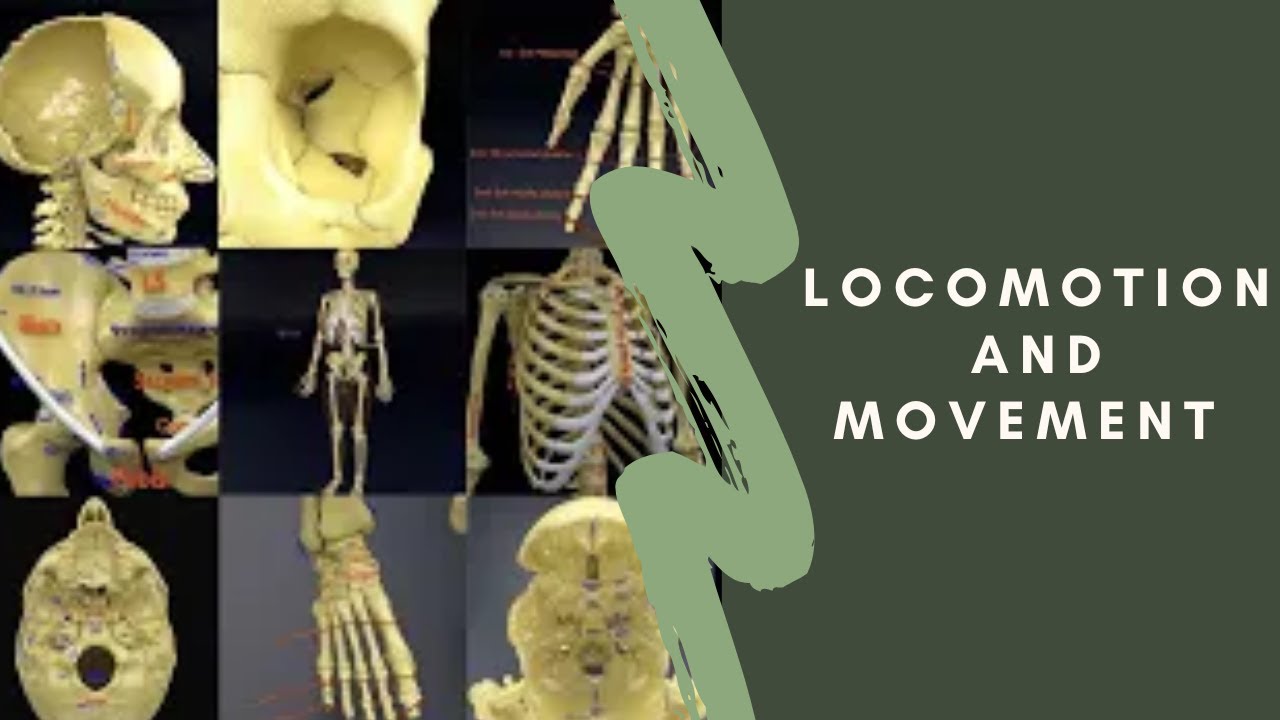 Skeleton human detail label parts 3D Model
