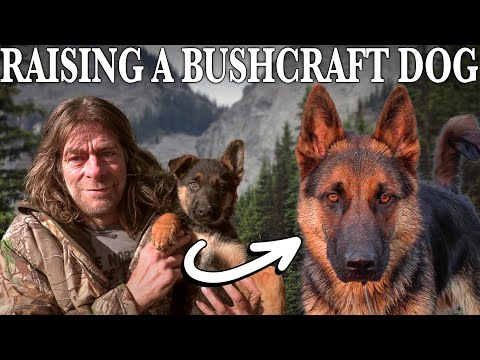 Survival Expert Raises Puppy into Bushcraft Dog