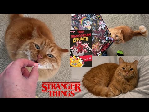 Cinnabon Tries a Cereal!🥣