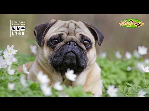 Maltraitance animale - Groland le Zapoï du 09/06 - CANAL+