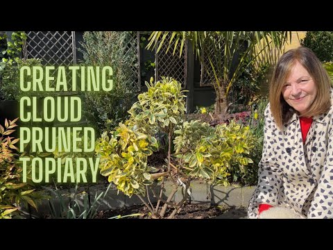 How To Easily Turn A Shrub Into A Cloud Pruned Topiary 🌳🌳🌳