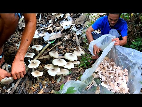 GINULAT KAMI NG MGA KABUTI ANG DAMI! NGAYON LANG KAMI NAKAKUHA NG GANITO KADAMI