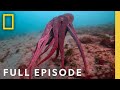 Shapeshifters Octopus Superpowers Full Episode Secrets Of The Octopus