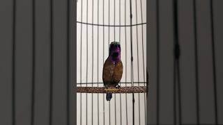 Download lagu KONIN GACOR ISIAN LOVEBIRD SAMBUNG CIBLEK #koninisian #lovebird #ciblek mp3