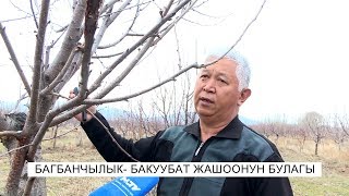 Багбанчылык-бакуубат жашоонун булагы\NewTV