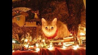 Cats crashing Nativity scenes