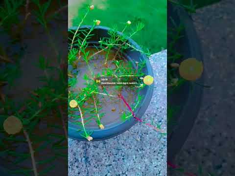 so beautiful looking 💓💓💓//short// viral//traind@vansuchoudhary