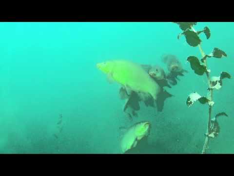 Schleien beim Liebesspiel, Burkheimer Baggersee,Baden Württemberg,Deutschland