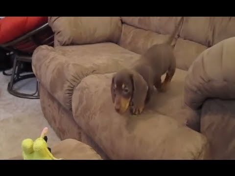 Jamniki Są Niesamowite: Kompilacja