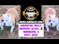 AMERICAN BULLY EPISODE 18: Managing a split Heat, Muscle Merles Beanstock Daughter Ms. BEANevolent