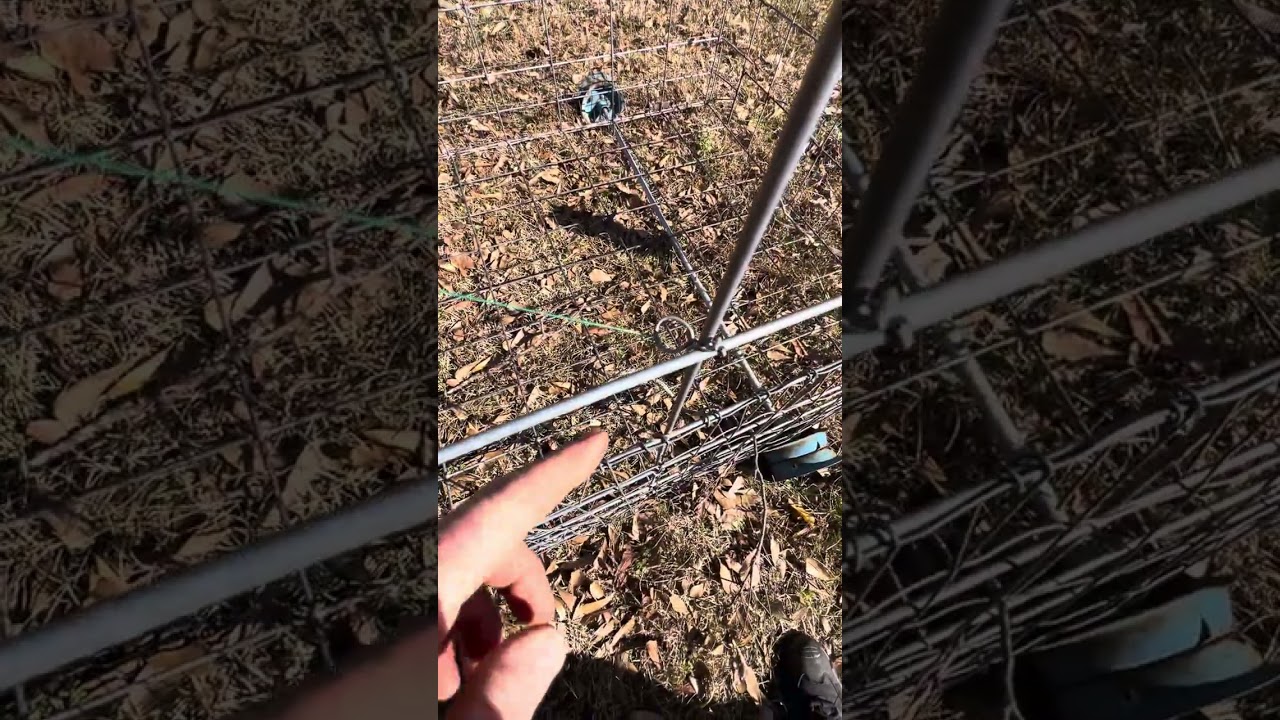 Hog trap with easiest and best trigger ever!!