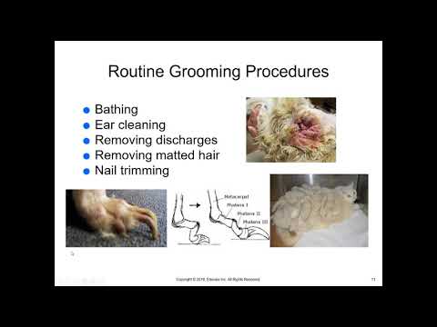 Preventive Care Programs – McCurnin’s Veterinary Medicine Chapter 8