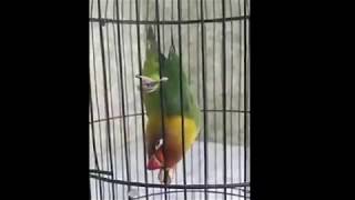 Download lagu GAYA NGEKEK YANG UNIK LOVEBIRD INI mp3 Download lagu GAYA NGEKEK YANG UNIK LOVEBIRD INI mp3