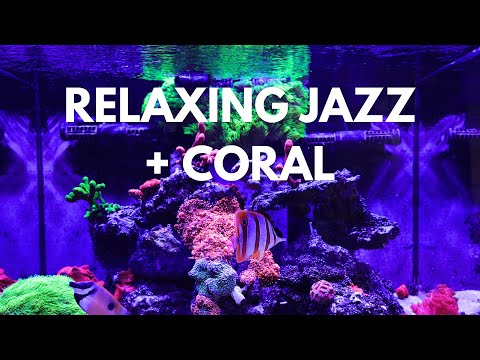 2 HOURS of 4K Beautiful Home Aquarium + Relaxing Jazz Music | Coral Reef