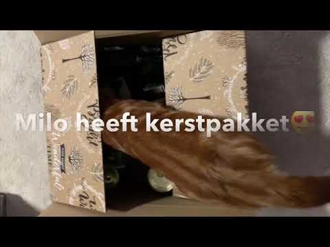 القط ذكي 😺Milo en de kerstpakket 🥰