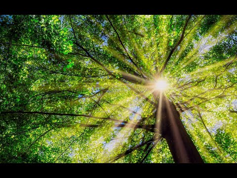 Sweet & Good Torah - Parsha Bereishit - Why did Adam choose the Tree of Knowledge?