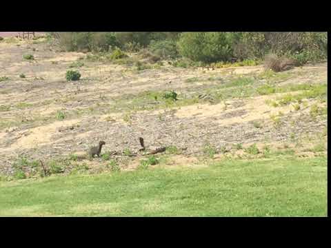 Cape Cobra vs Mongoose fight till death on my front lawn.