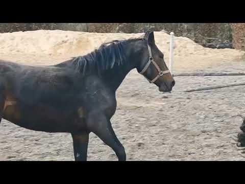 Mermus R/Douglas Mare and VDL Carrera colt at foot - Image 2