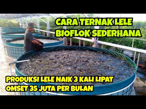 HOW TO FARM CATFISH BIOFLOC SIMPLY || CATFISH PRODUCTION RESULTS INCREASE 3 TIMES, TURNOVER 35 MI...