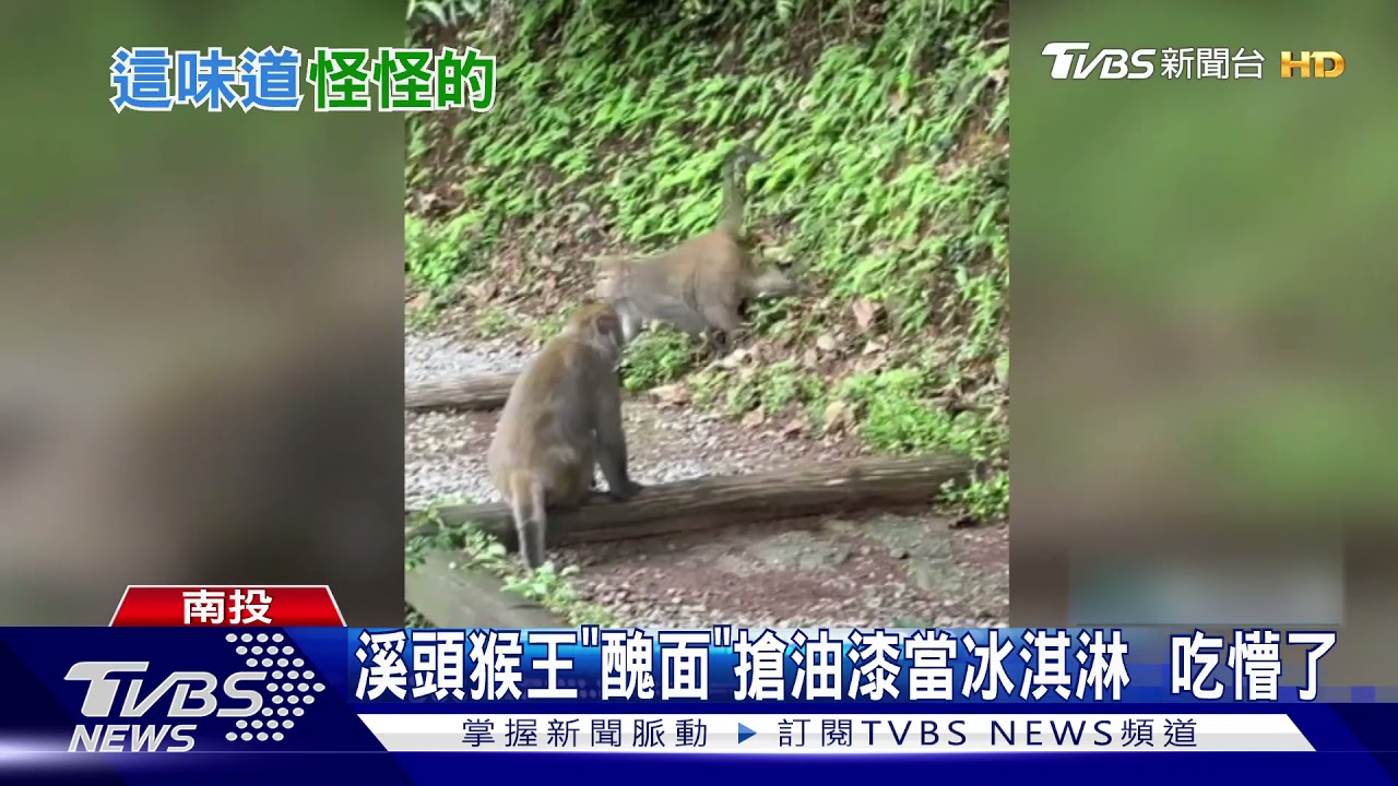 溪頭猴王「醜面」搶油漆當冰淇淋　吃懵了