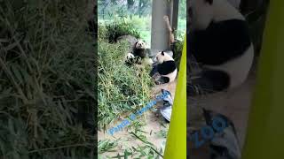 The Tragic Lives of Berlin Zoo&#39;s Pandas#berlin #zoo #animals