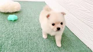 ハーフ犬の動画01