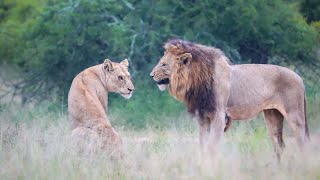 Male Lion Doesn&#39;t Want Lioness Near His Two Brothers | Kruger National Park South Africa