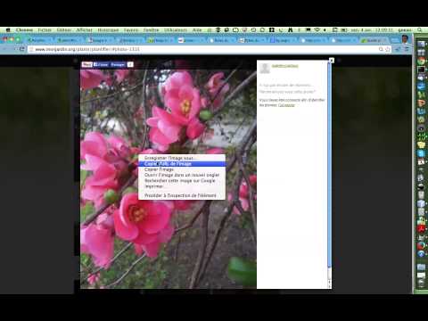 Demonstration PlantNet Identify avec image de Plantifier :  Chaenomeles japonica