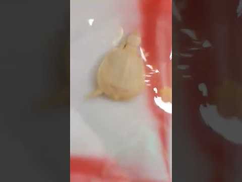 rare albino turtle 🐢🐢 #turtlelover #turtlelove #tortoise #fish #turtlehead #animals #turtleking #the