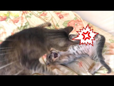 Mother cat fight with her kittens to wean was too intense!  Yamato's Vlog#26