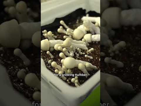 Inside a legal magic mushroom grow operation ​​🍄 #shorts