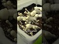 Inside A Legal Magic Mushroom Grow Operation ​​ Shorts