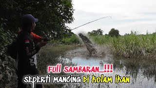 Download lagu LUAR BIASA!!!menemukan rawa sarang ikan gabus kelaparan|full sambaran|full strike mp3 Download lagu LUAR BIASA!!!menemukan rawa sarang ikan gabus kelaparan|full sambaran|full strike mp3