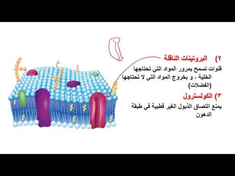 شرح درس التراكيب الخلوية والعضيات الأحياء علمي الثالث الثانوي العلمي والأدبي نفهم