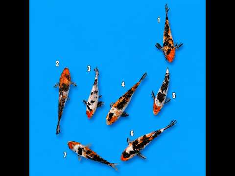 Video pregled koi ribe