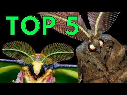 TOP 5 MOTH Life Cycles