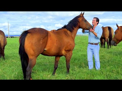 Especial: HARAS PRATA - As Melhores Reprodutoras do Cavalo Quarto de Milha