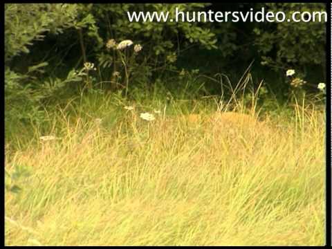 The Best Roebuck of my Life - Hunters Video