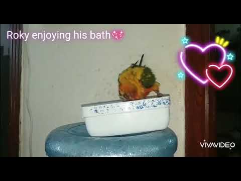 Roky enjoying bath
