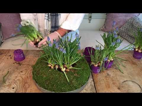 a cake with grape Hyacinths