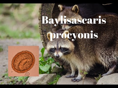 Baylisascaris procyonis: The little known but very dangerous raccoon roundworm